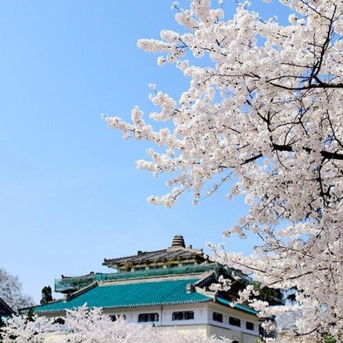 武汉大学vr全景赏樱